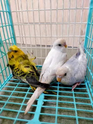 3 pieces Spangle baby male/female!