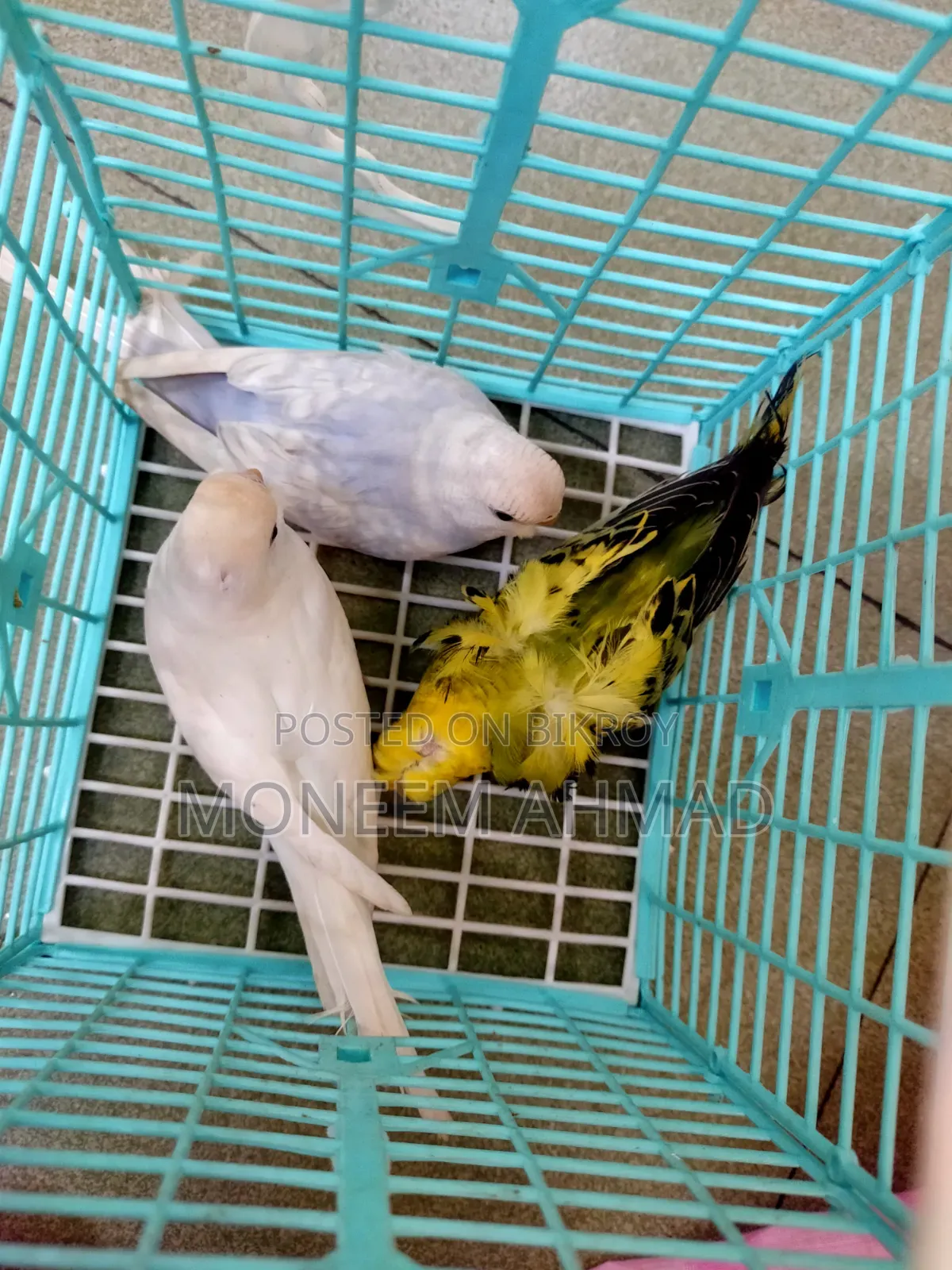3 pieces Spangle baby male/female!