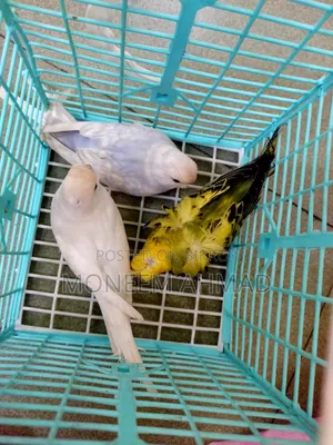 3 pieces Spangle baby male/female!