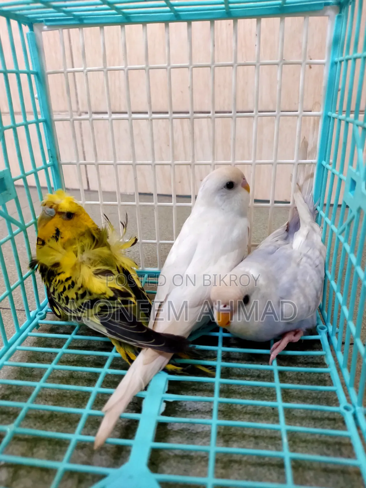 3 pieces Spangle baby male/female!