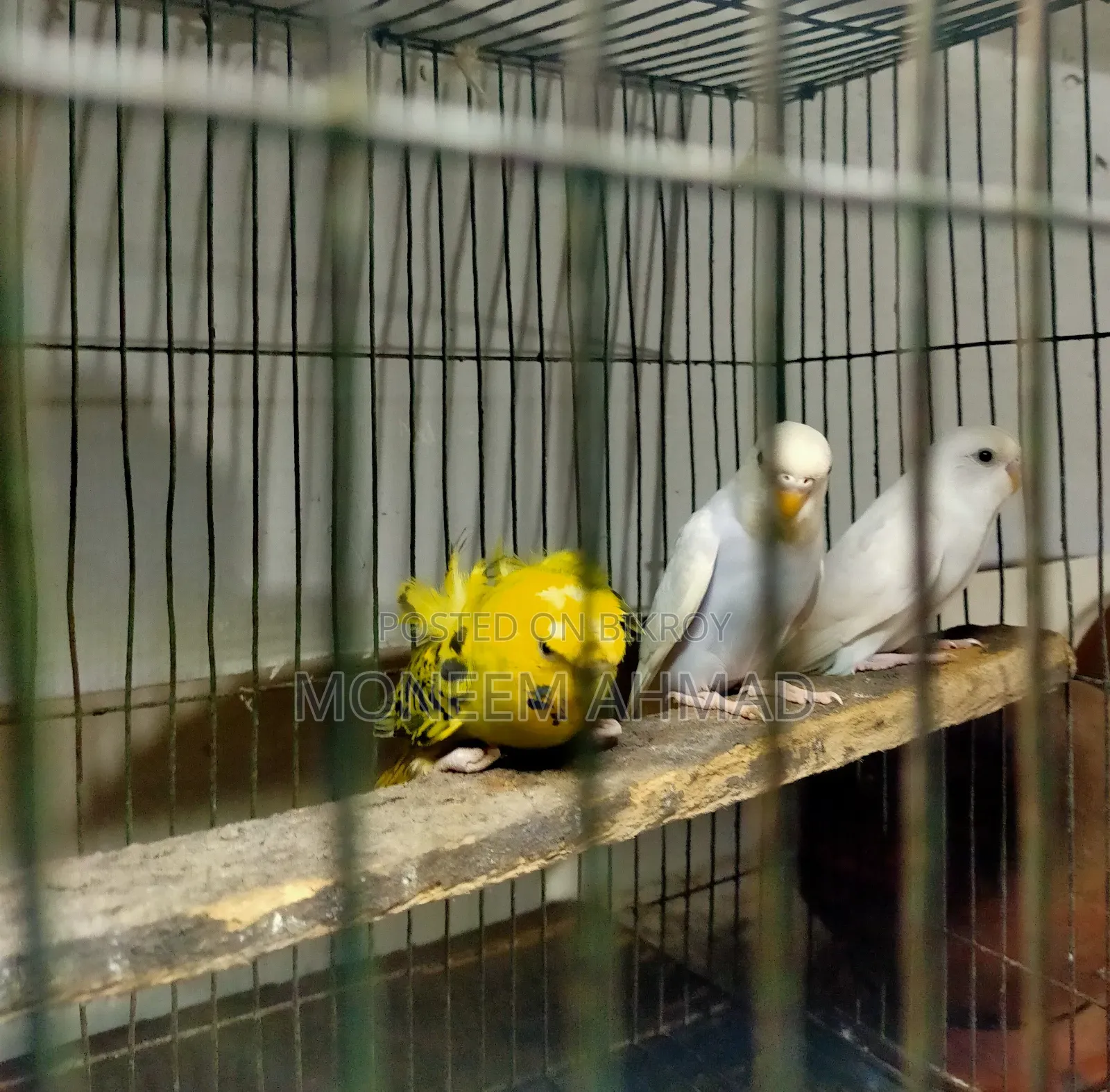 3 pieces Spangle baby male/female!
