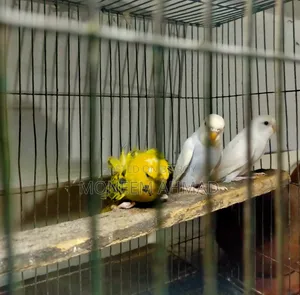 3 pieces Spangle baby male/female!