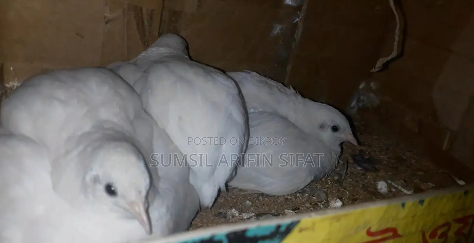 King Quail ( ALBINO )
