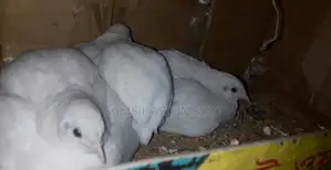 King Quail ( ALBINO )