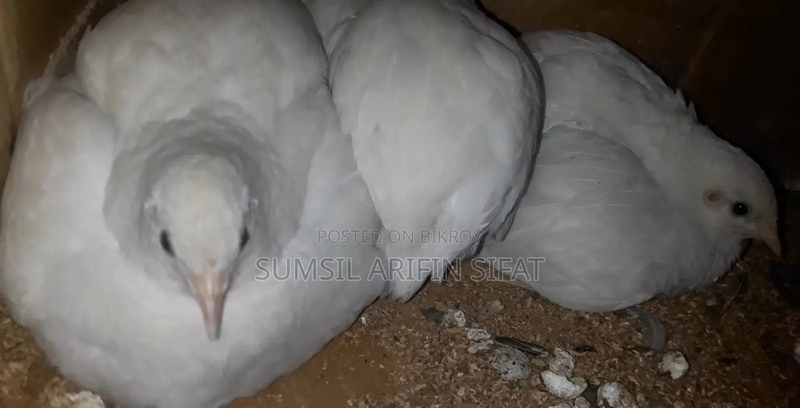 King Quail ( ALBINO )