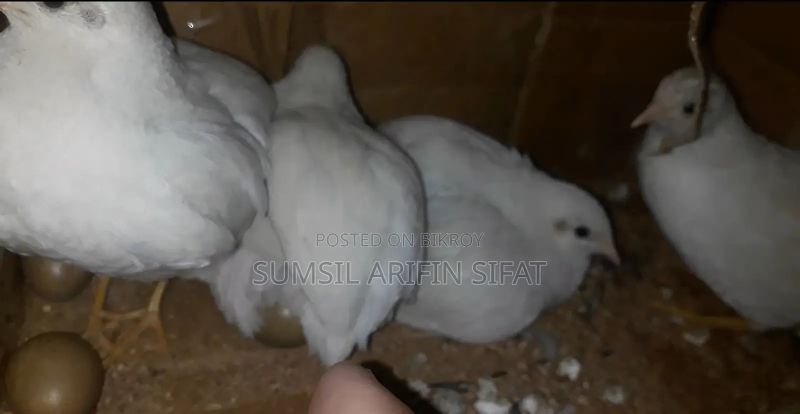 King Quail ( ALBINO )