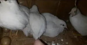 King Quail ( ALBINO )