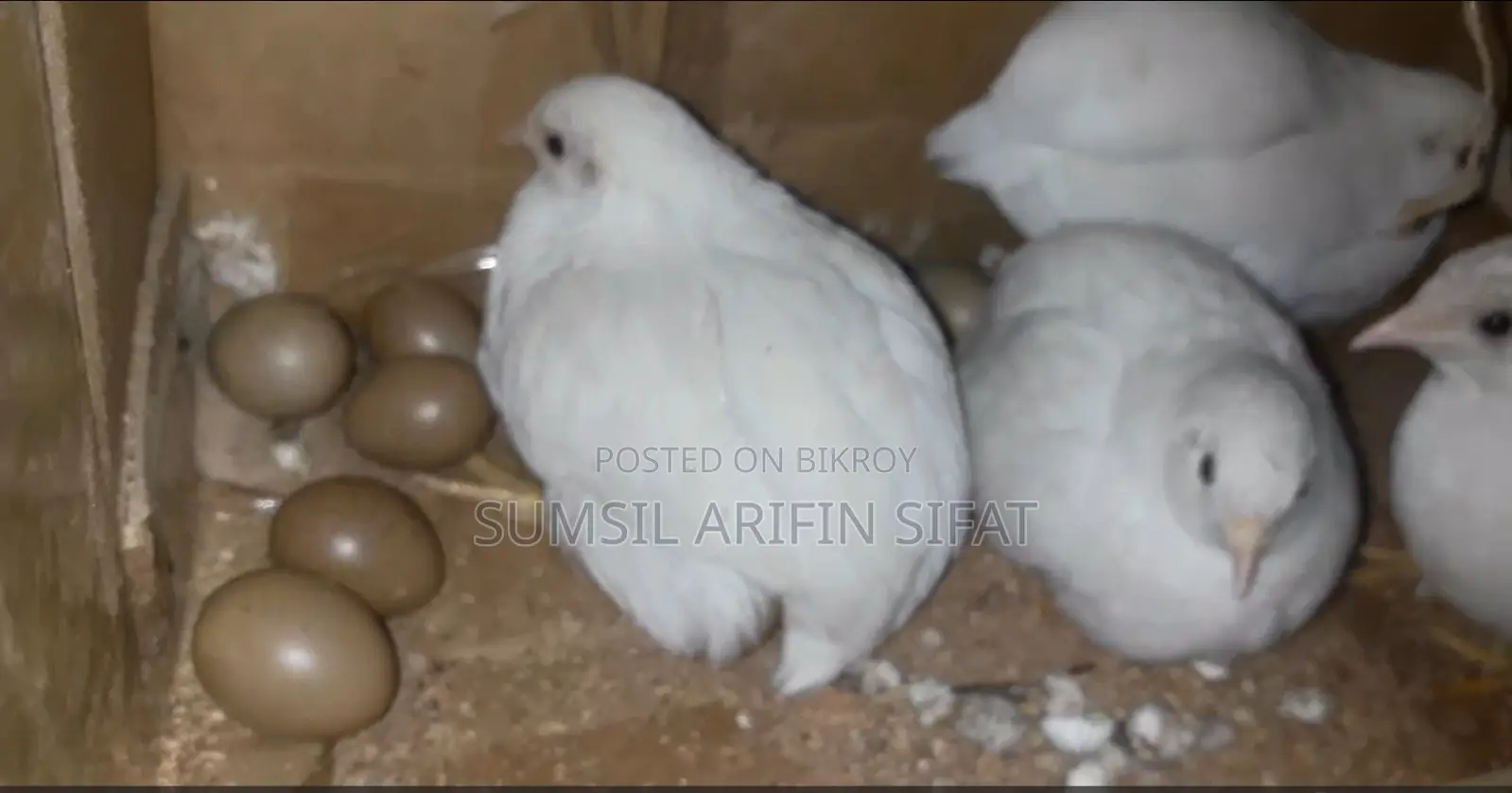 King Quail ( ALBINO )