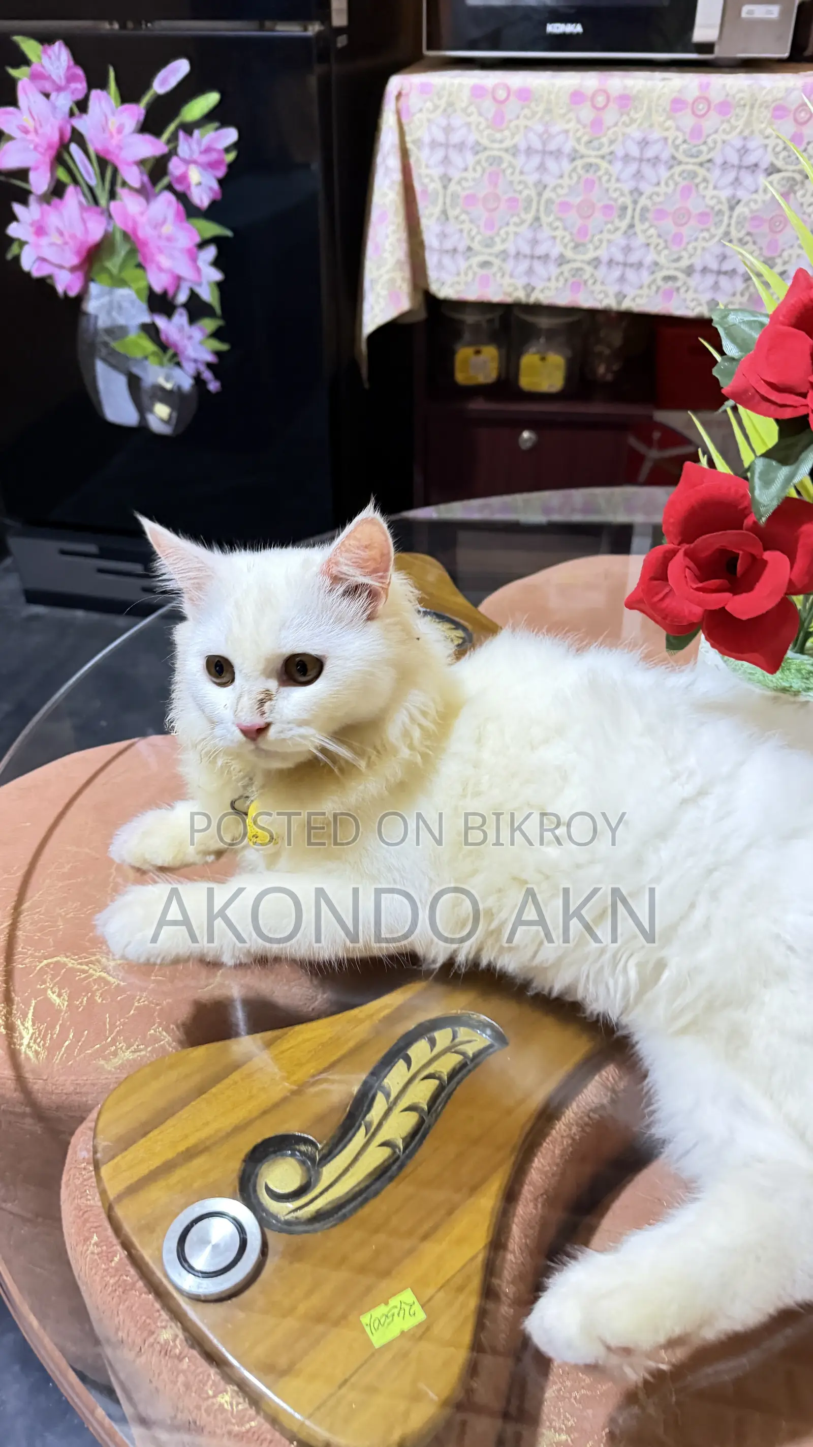 3-6 months Male Purebred Persian