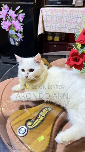 3-6 months Male Purebred Persian