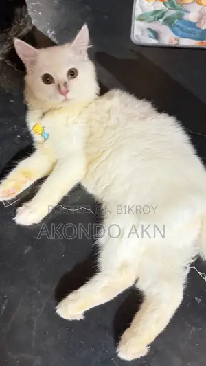 3-6 months Male Purebred Persian