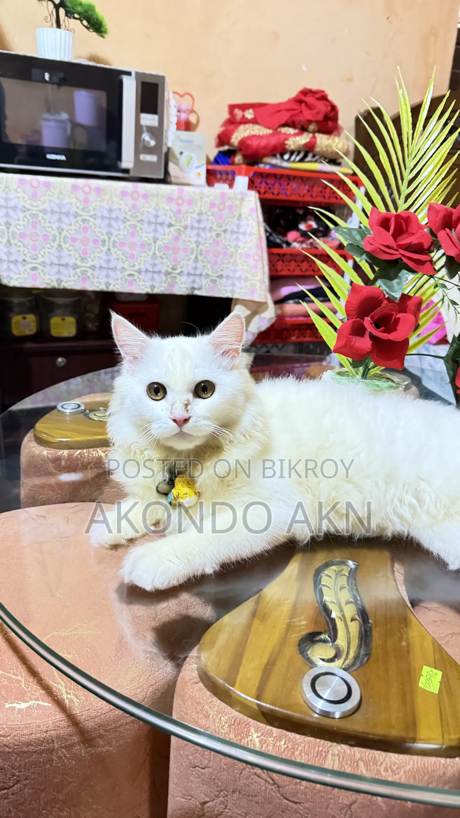3-6 months Male Purebred Persian