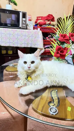 3-6 months Male Purebred Persian