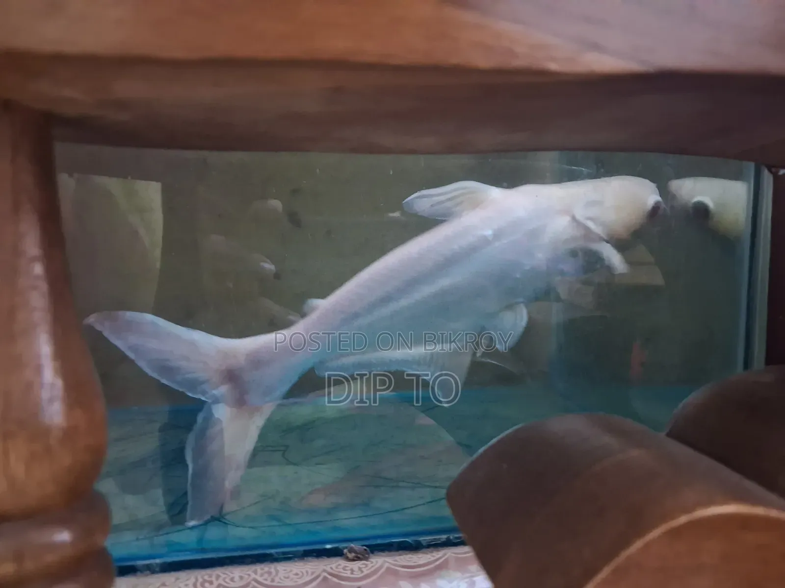 অ্যাকোয়ারিয়াম হাঙ্গর