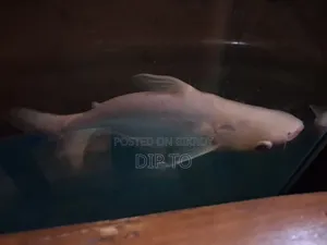অ্যাকোয়ারিয়াম হাঙ্গর