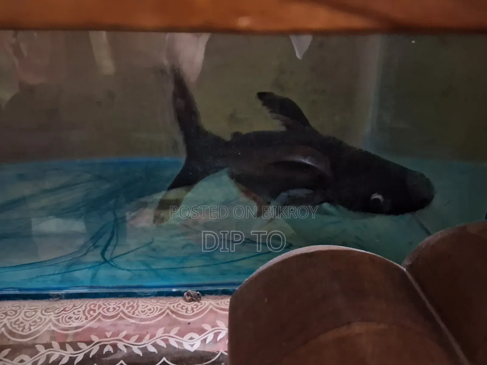 অ্যাকোয়ারিয়াম হাঙ্গর