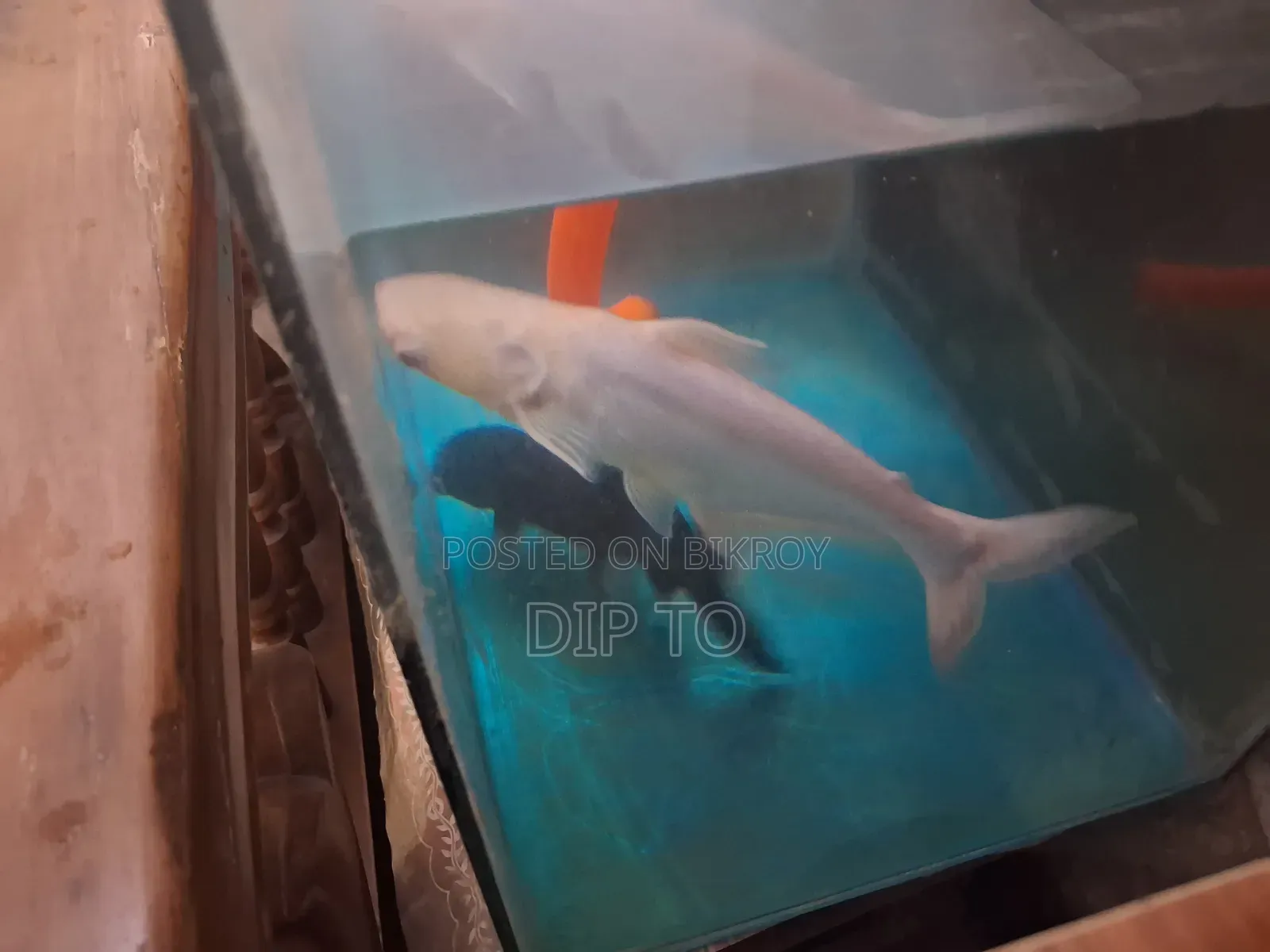 অ্যাকোয়ারিয়াম হাঙ্গর
