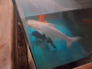 অ্যাকোয়ারিয়াম হাঙ্গর