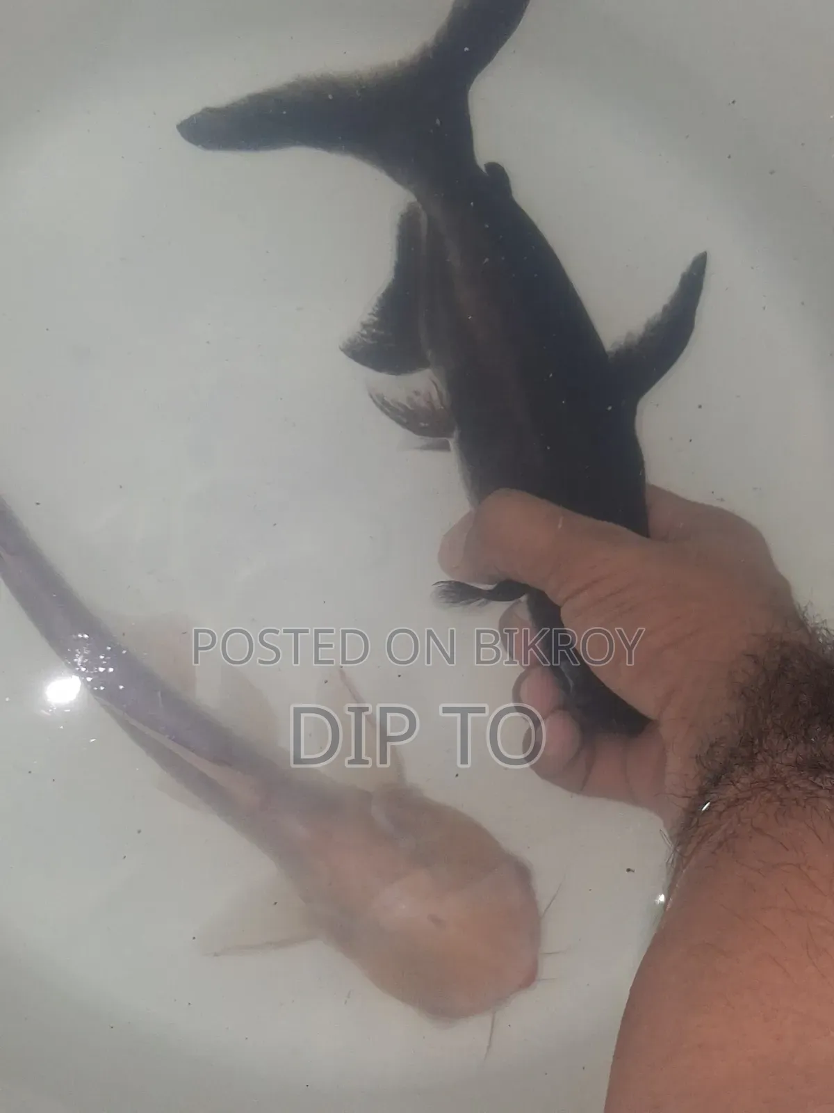অ্যাকোয়ারিয়াম হাঙ্গর
