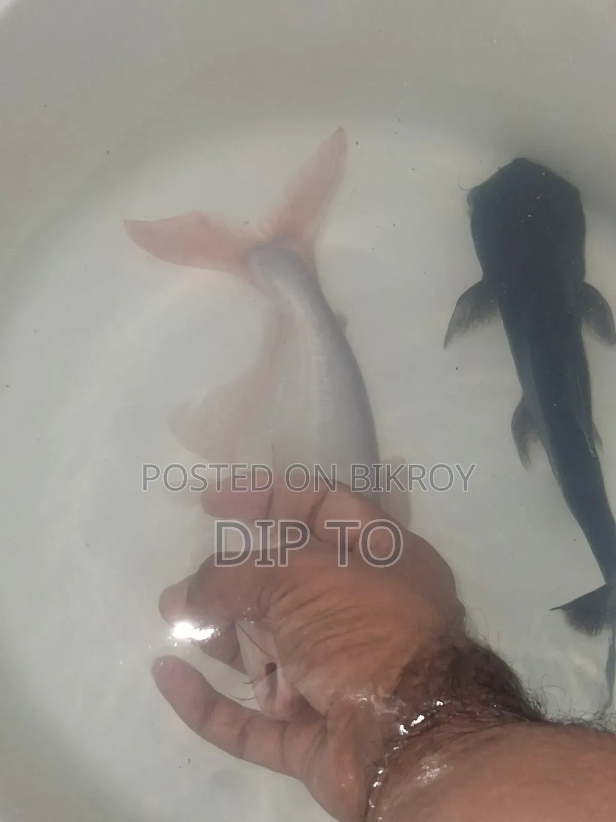 অ্যাকোয়ারিয়াম হাঙ্গর