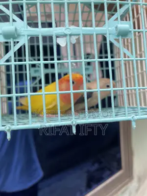 Love Bird 1 Pair