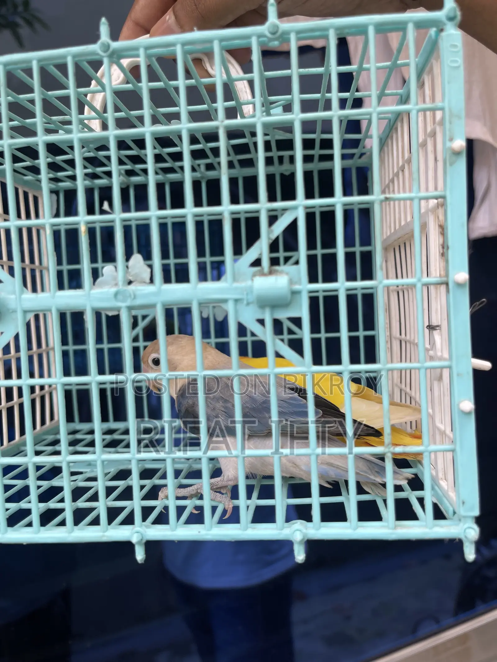 Love Bird 1 Pair