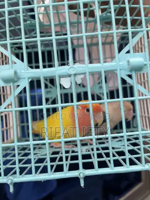 Love Bird 1 Pair