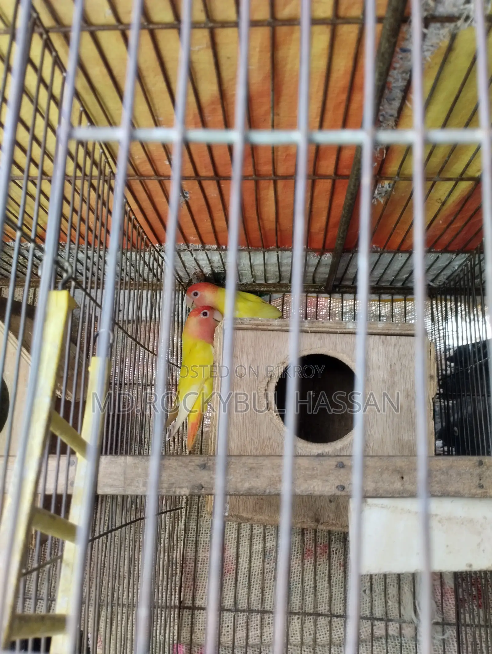 Yellow Love Bird Pair