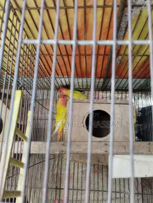Yellow Love Bird Pair