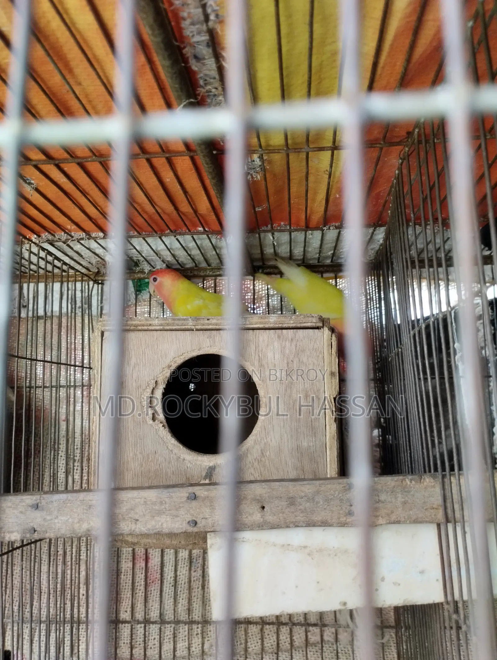 Yellow Love Bird Pair