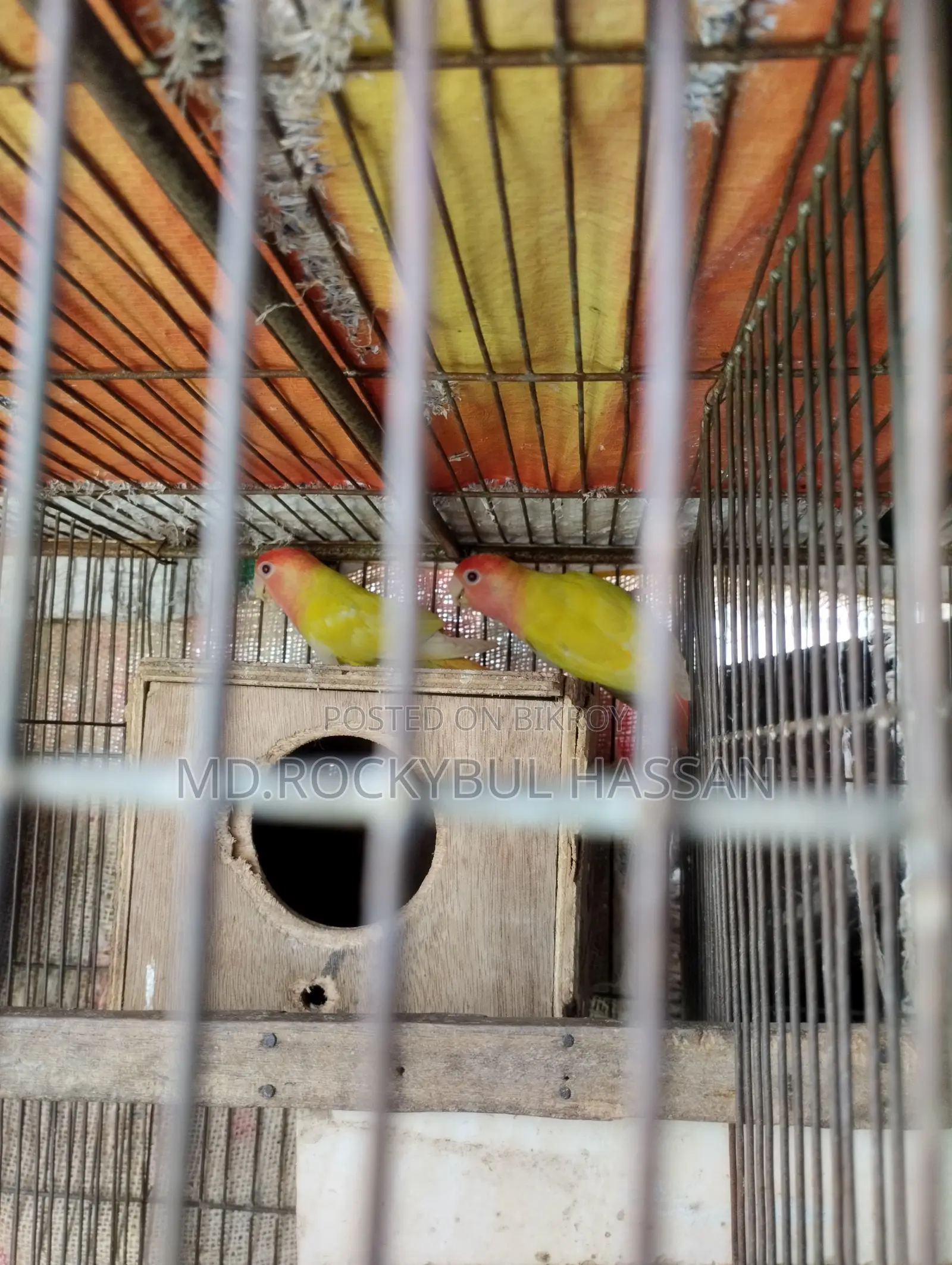 Yellow Love Bird Pair