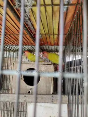 Yellow Love Bird Pair