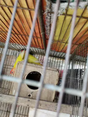 Yellow Love Bird Pair