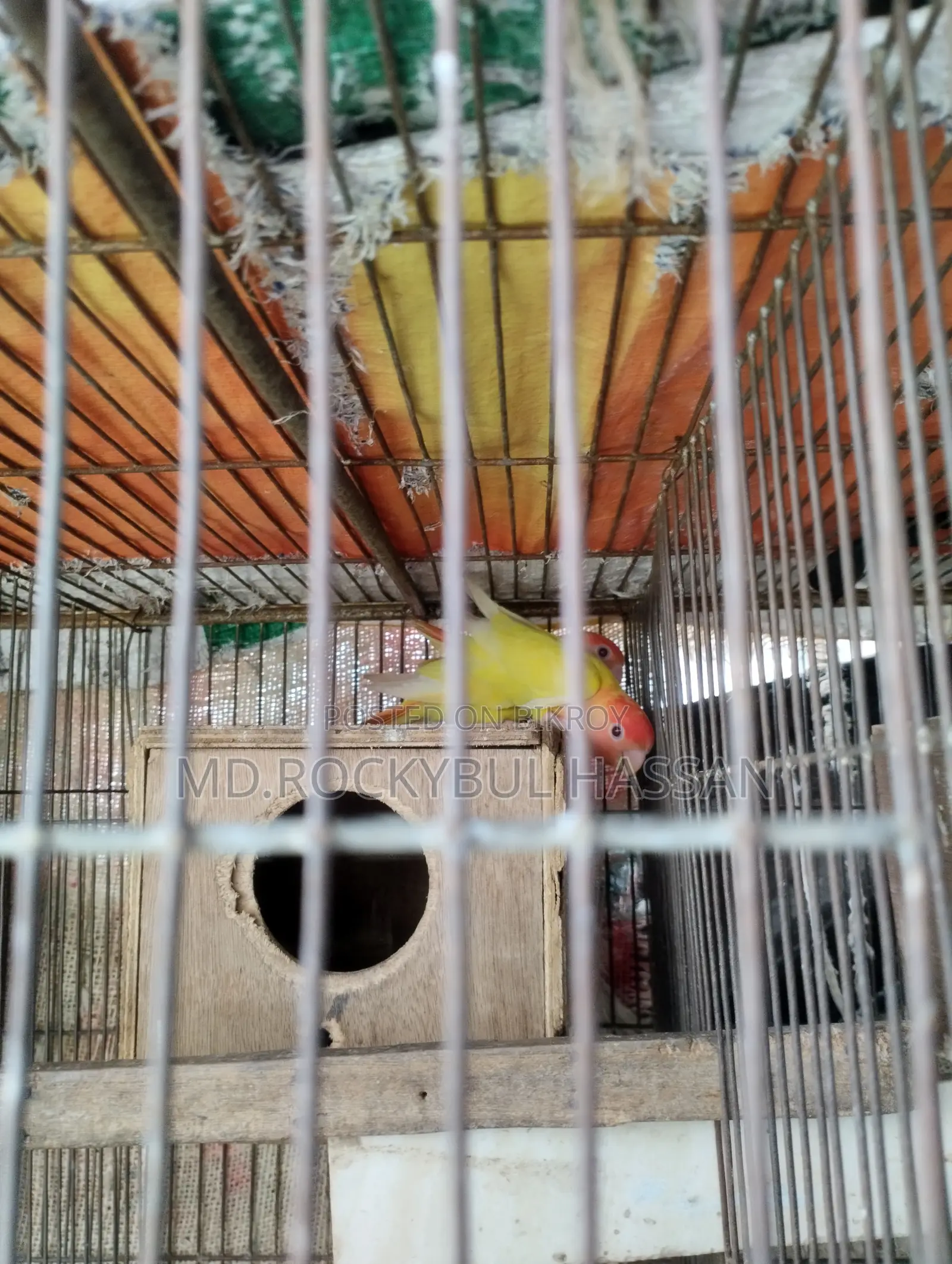Yellow Love Bird Pair