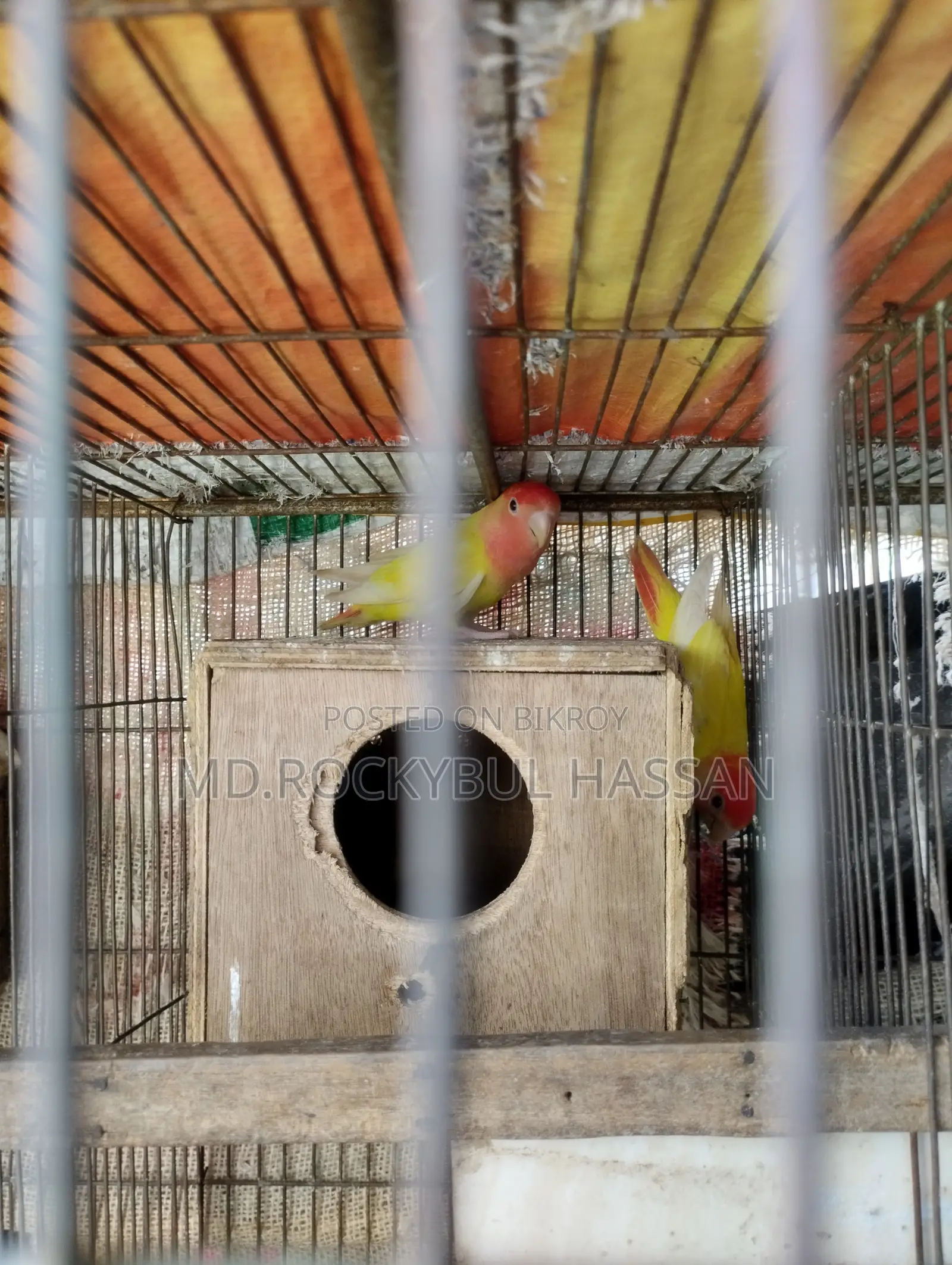 Yellow Love Bird Pair