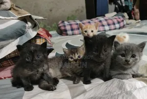 1-3 months Male Purebred Persian
