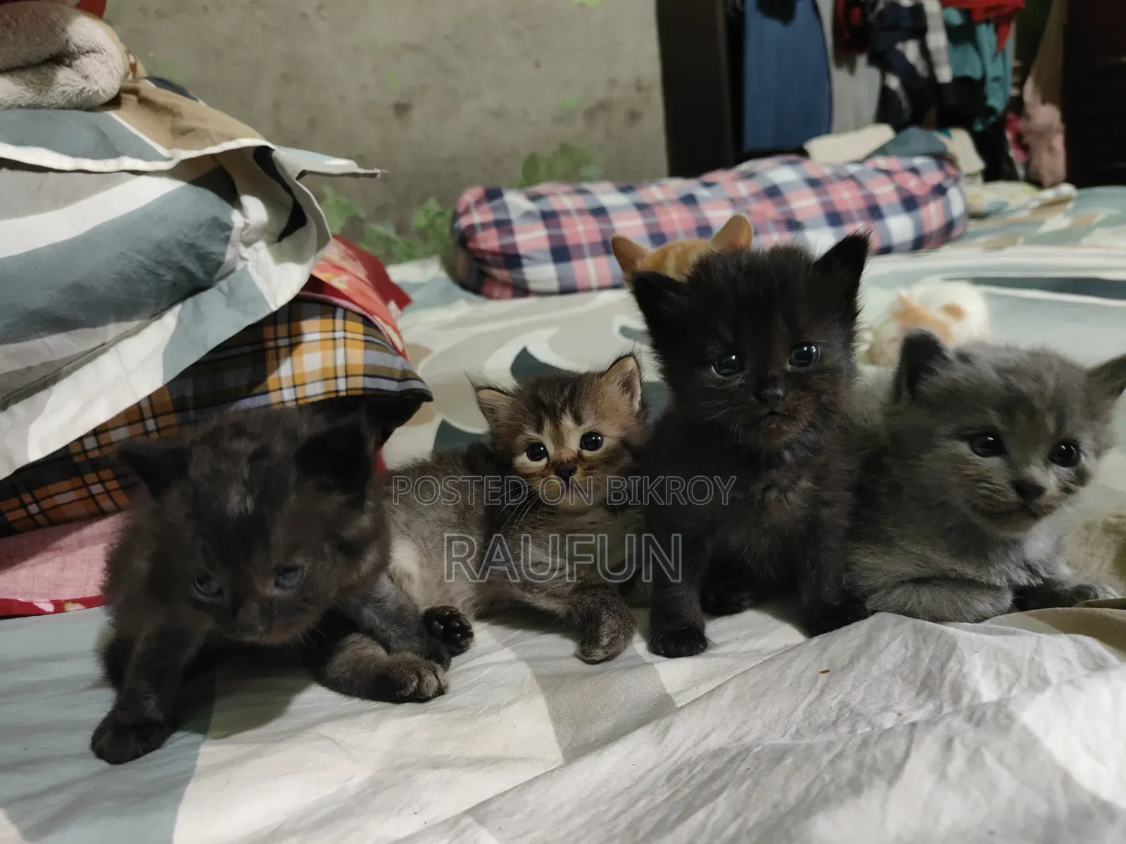 1-3 months Male Purebred Persian