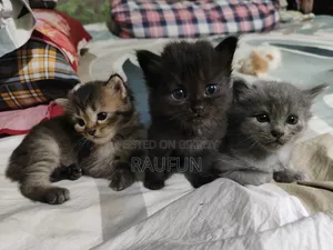 1-3 months Male Purebred Persian