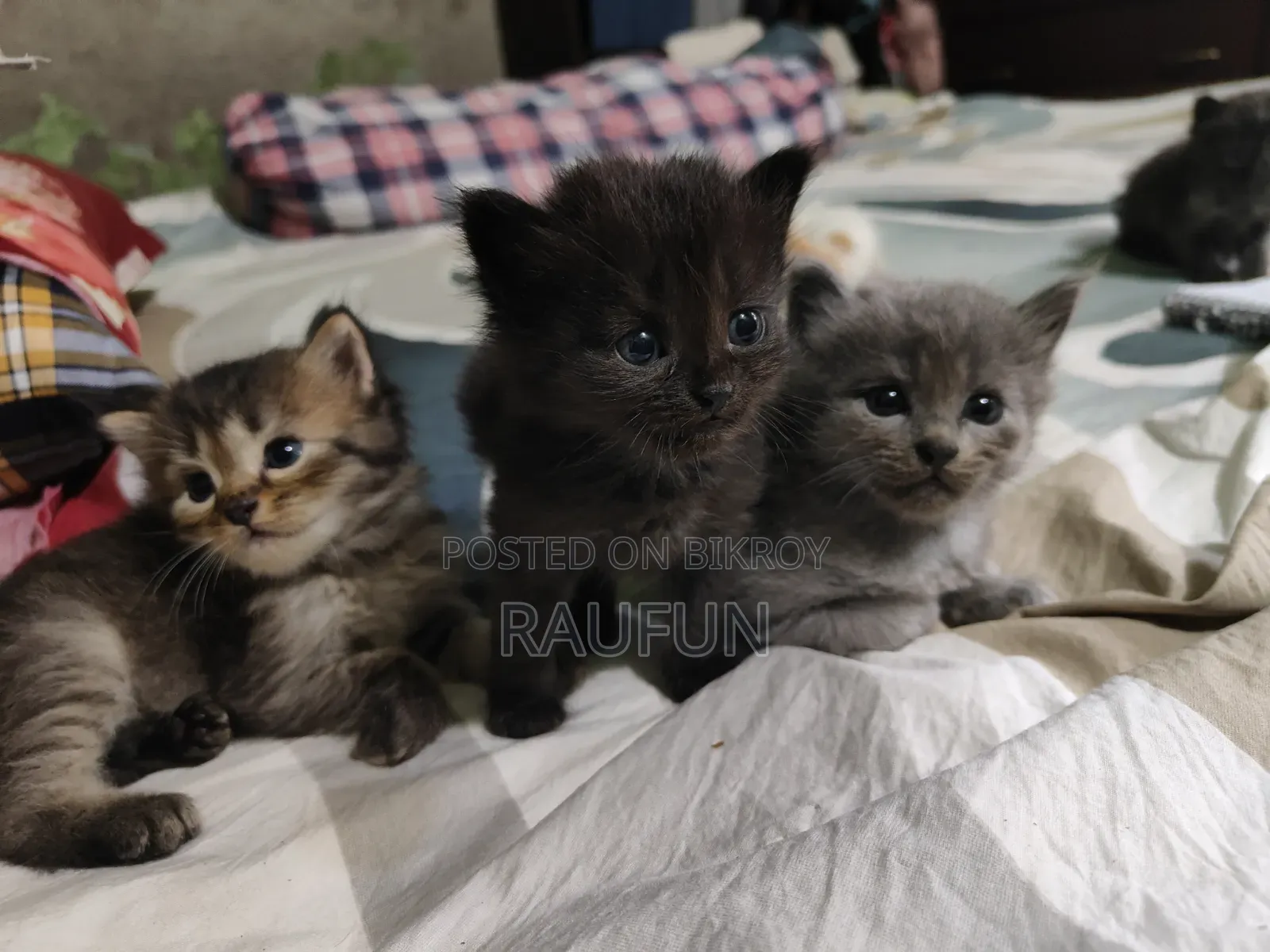 1-3 months Male Purebred Persian