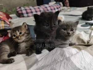 1-3 months Male Purebred Persian