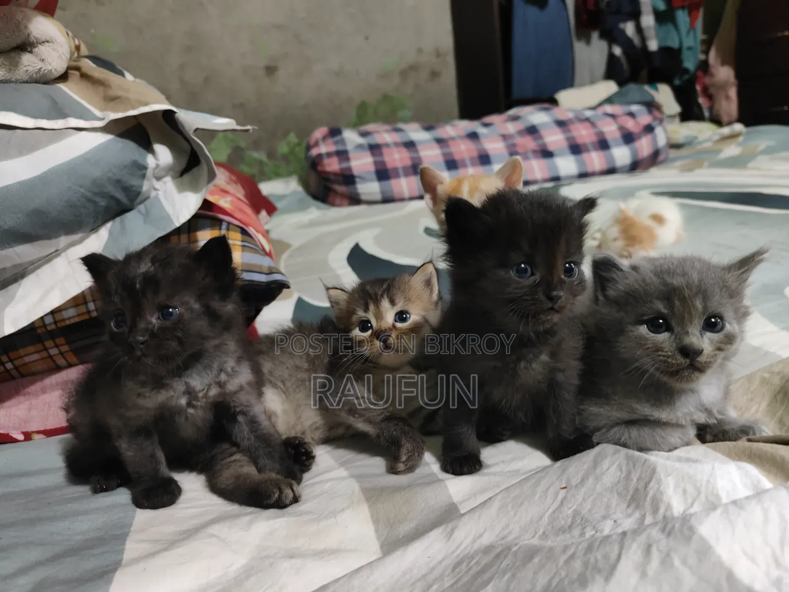 1-3 months Male Purebred Persian