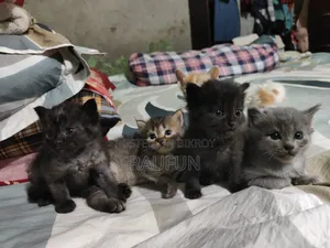 1-3 months Male Purebred Persian