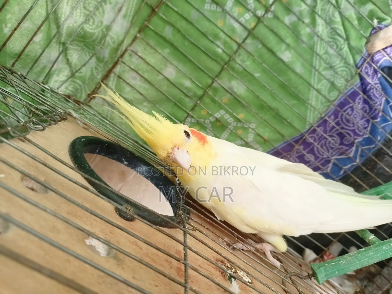 Cockatiel Latino