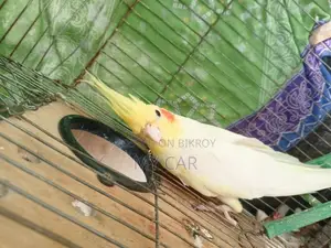 Cockatiel Latino