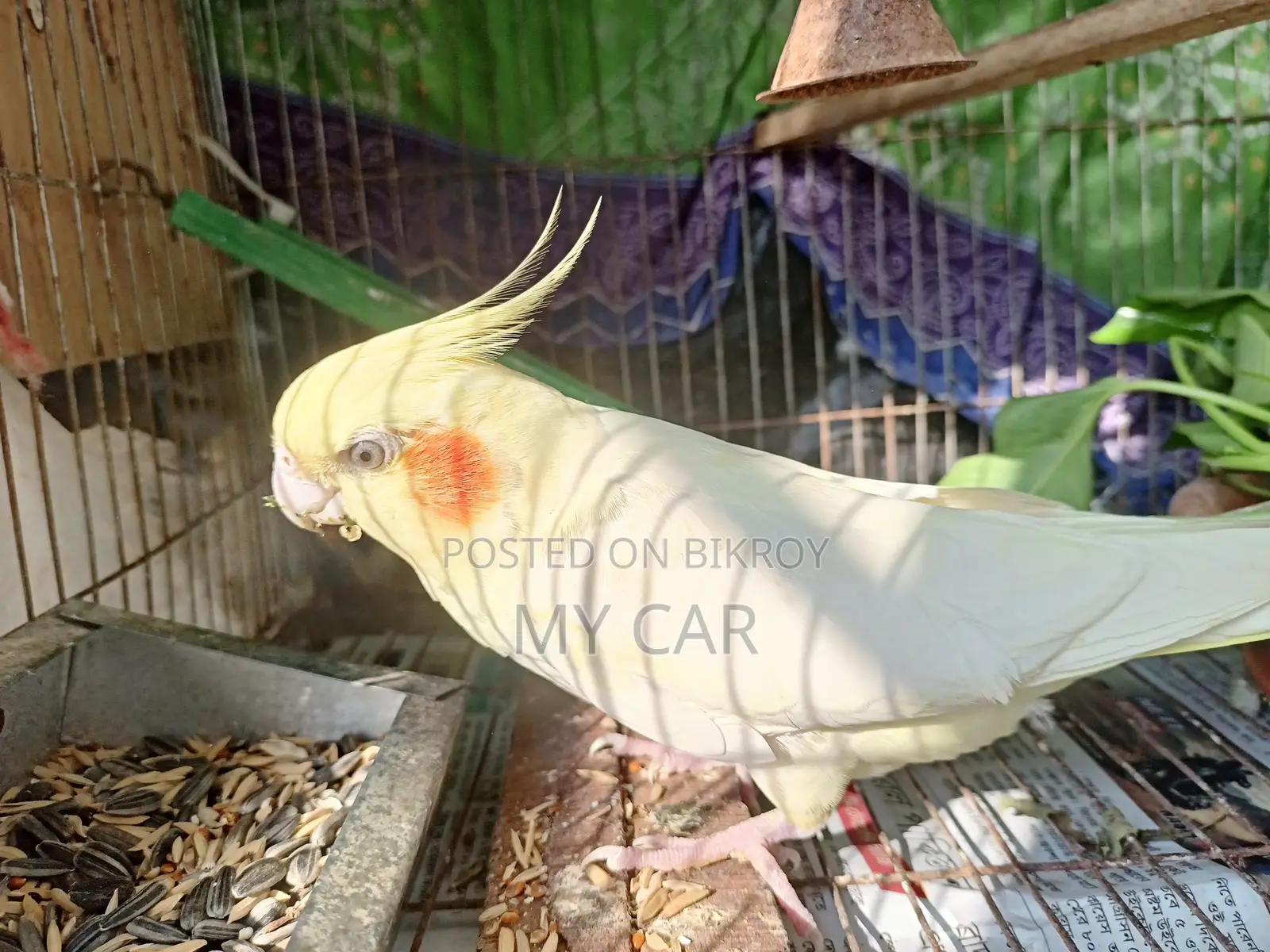 Cockatiel Latino