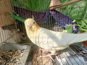 Cockatiel Latino