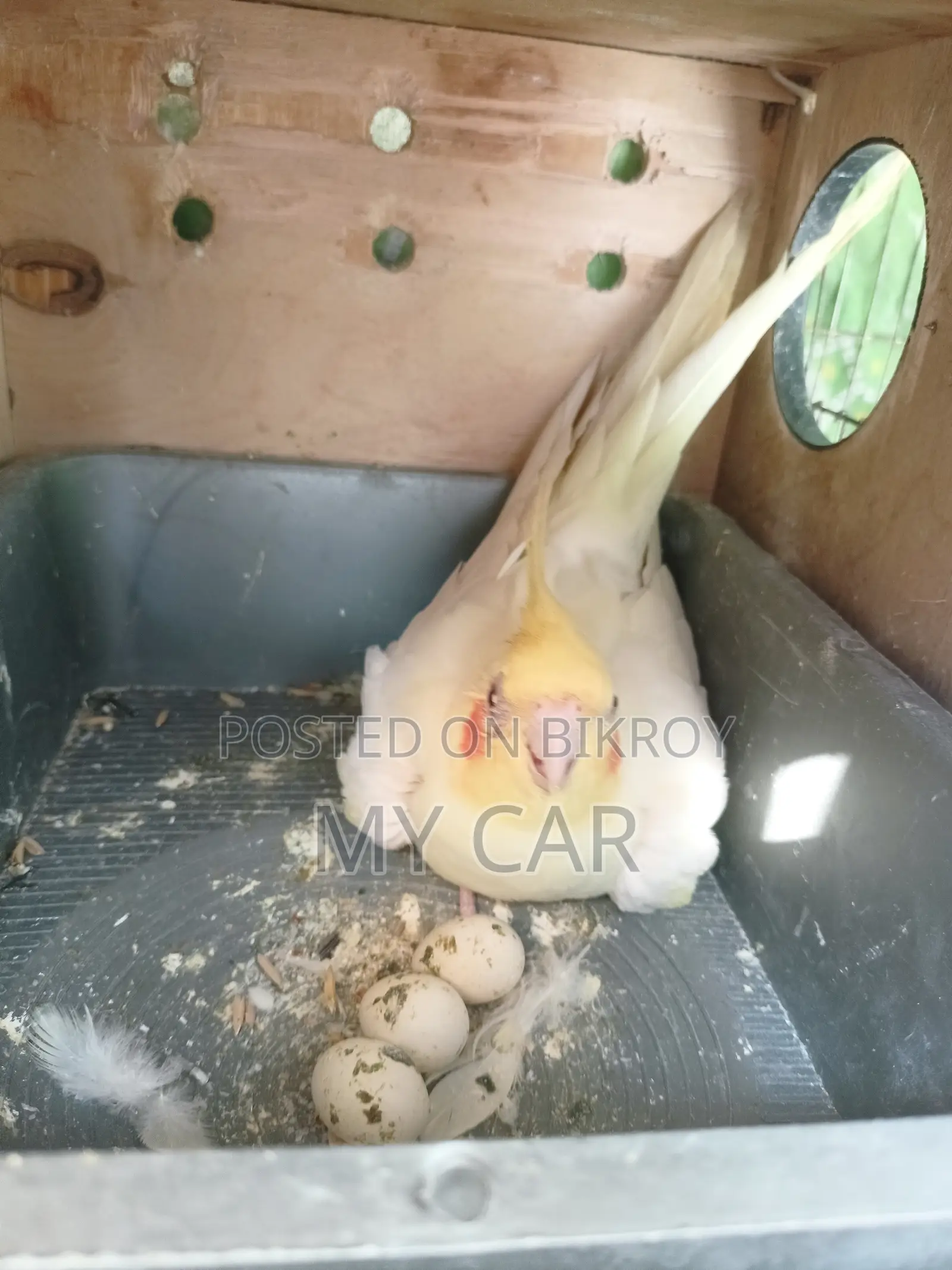 Cockatiel Latino