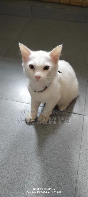 3-6 months Female Mixed Breed Persian