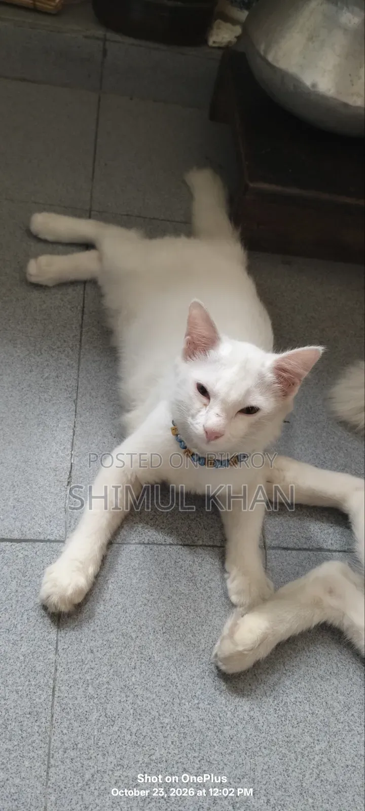 3-6 months Female Mixed Breed Persian