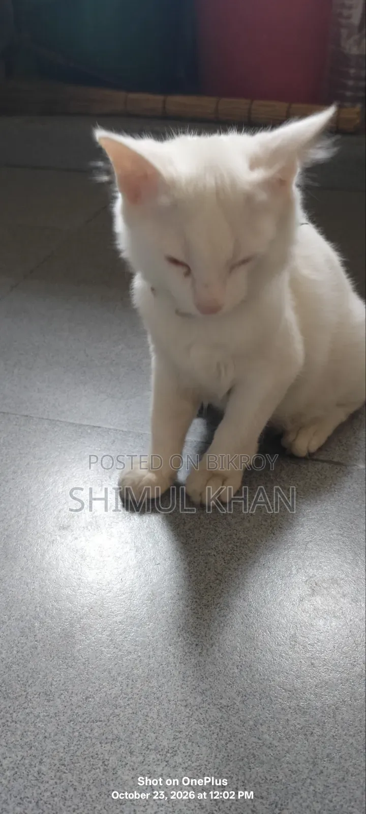 3-6 months Female Mixed Breed Persian